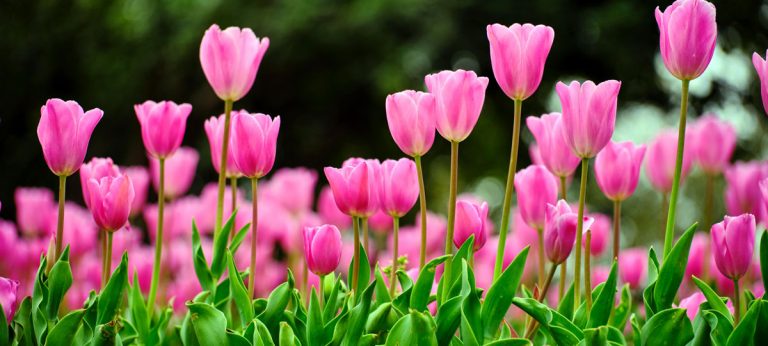 lente-pexels-photo